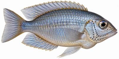 Alticorpus macrocleithrum Alticorpus macrocleithrum (Visual illustration generated via ChatGPT AI)