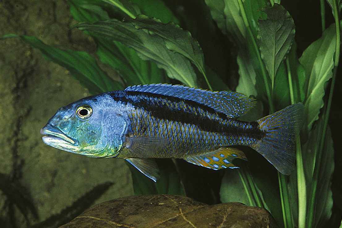 Aristochromis Christyi