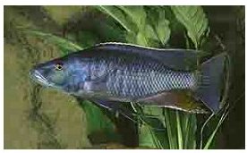 Champsochromis Spilorhynchus