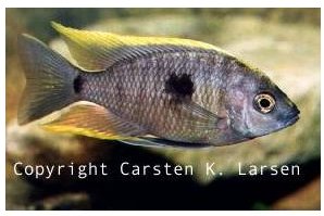 Copadichromis Geertsi