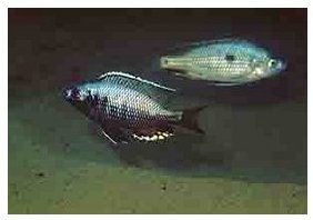 Copadichromis Likomae