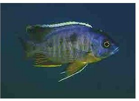 Copadichromis Mbenji