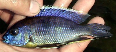 Copadichromis Mbenji