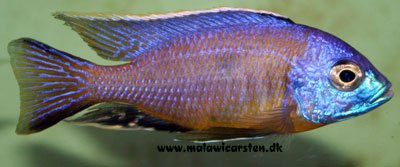 Copadichromis Mbenji