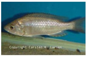 Copadichromis Mloto Goldcrest