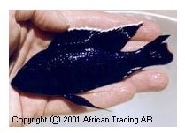 Copadichromis Mloto Kanjindo