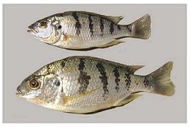 Corematodus Shiranus