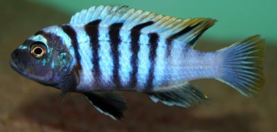 Cynotilapia Afra Mbenji Island