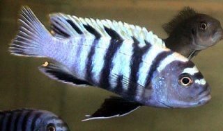 Cynotilapia Afra Nkhata Bay