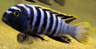 Cynotilapia Afra Nkhata Bay
