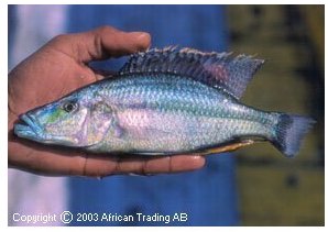Dimidiochromis Compressiceps
