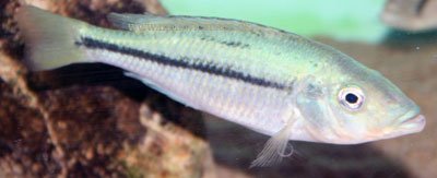 Dimidiochromis Kiwinge