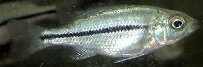 Dimidiochromis Kiwinge