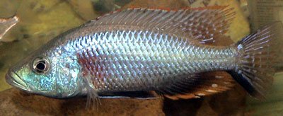 Dimidiochromis Strigatus