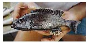 Diplotaxodon Argenteus