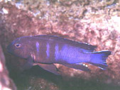Pseudotropheus Elongatus Aggressive