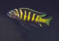 Pseudotropheus Elongatus Chailosi