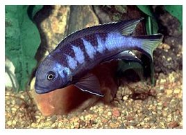 Pseudotropheus Elongatus Chewere