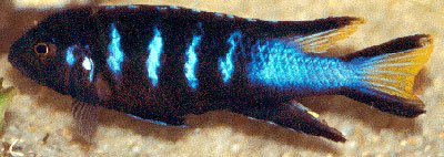 Pseudotropheus Elongatus Chewere