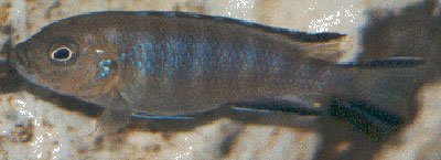 Pseudotropheus Elongatus Chewere