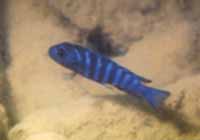 Pseudotropheus Elongatus Chidunga