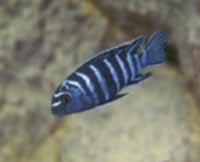 Pseudotropheus Elongatus Chisumulu