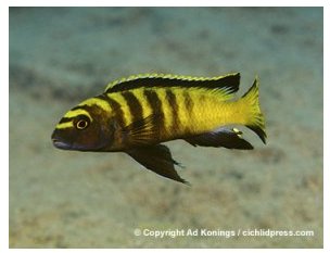 Pseudotropheus Elongatus Dinghani