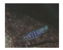 Elongatus Mandalawi