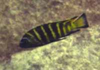 Pseudotropheus Elongatus Gold Bar