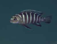Pseudotropheus Elongatus Gold Bar