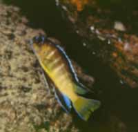 Pseudotropheus Elongatus Greenback