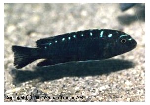 Pseudotropheus Elongatus Jewel Spot