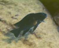 Pseudotropheus Elongatus Kirondo