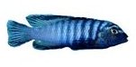Pseudotropheus Elongatus Likoma