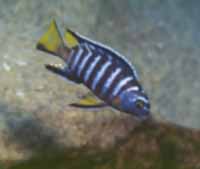 Pseudotropheus Elongatus Masimbwe