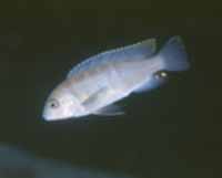 Pseudotropheus Elongatus Masimbwe