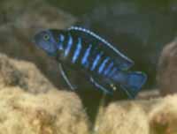 Pseudotropheus Elongatus Mbako