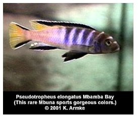 Pseudotropheus Elongatus Mbamba Bay