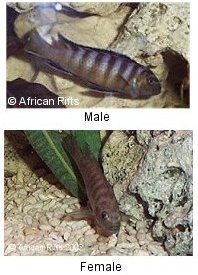 Pseudotropheus Elongatus Mbenji Blue