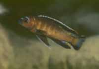 Pseudotropheus Elongatus Mbenji Brown