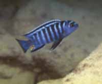Pseudotropheus Elongatus Metangula
