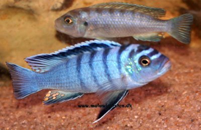 Pseudotropheus Elongatus Metangula