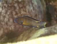 Pseudotropheus Elongatus Mozambique Brown
