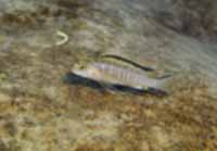Pseudotropheus Elongatus Mozambique Brown