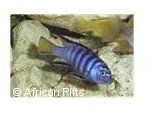 Pseudotropheus Elongatus Mpanga