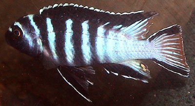 Pseudotropheus Elongatus Mphanga