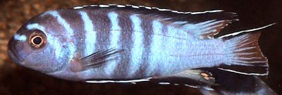 Pseudotropheus Elongatus Mphanga