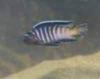 Pseudotropheus Elongatus Namalenje