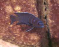 Pseudotropheus Elongatus Ndumbi