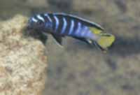 Pseudotropheus Elongatus Ngkuyo